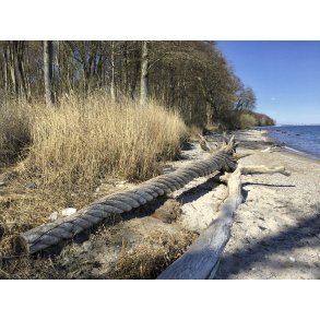 Enhj�rning ved Fl�jstrup strand