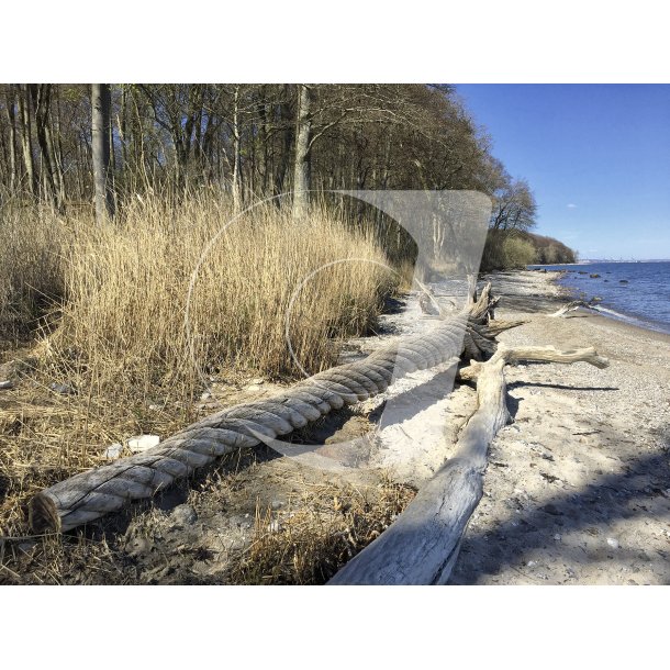 Enhjrning ved Fljstrup strand