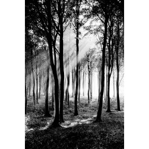 Efter�rslys i skoven ved Moesgaard strand