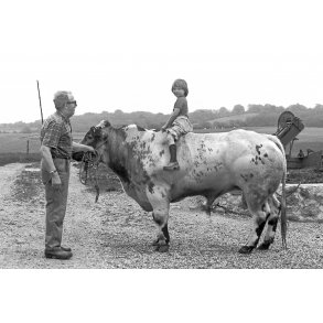 Lille pige f�r en ridetur p� stor tyr af racen 