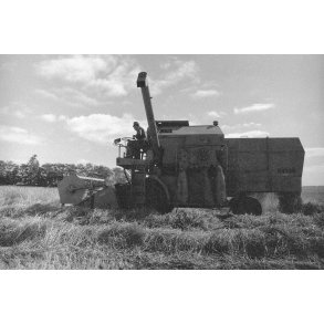 H�st p� V�rum Vestergaard ved Randers