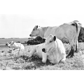 Dansk Bl� Hvidt kv�g p� Vidk�rg�rd i V�rum ved Randers