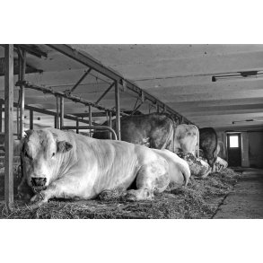 Dansk Bl� Hvidt kv�g p� Vidk�rg�rd i V�rum ved Randers