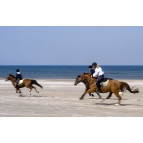Heste og ryttere p stranden ved Rdhus