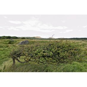 Rubjerg gl. kirkegrd