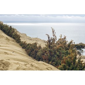 Sandflugt p Rubjerg Knude ved Lnstrup