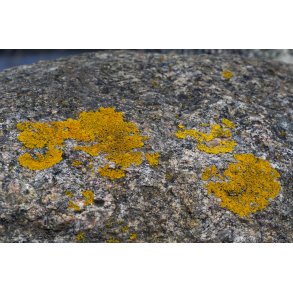 Mos p sten ved Kal Slotsruin