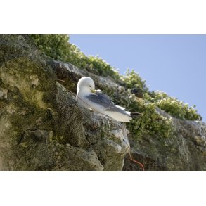 Riden yngler p Bulbjerg klint