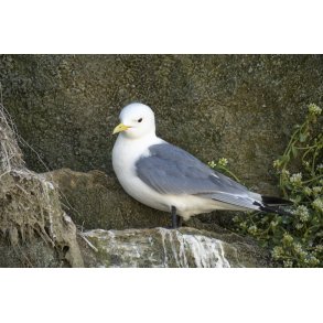 Riden yngler p Bulbjerg fuglefjeld