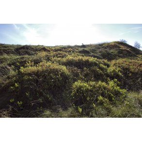 Heden ved Kongenshus Mindepark