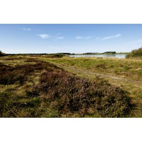 Flynders ved Hjerl Hede, er Danmarks strste hedes