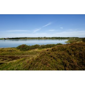 Flynders ved Hjerl Hede, er Danmarks strste hedes