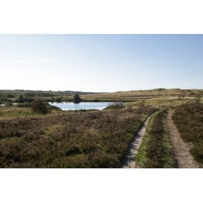 Flynders ved Hjerl Hede, er Danmarks strste hedes