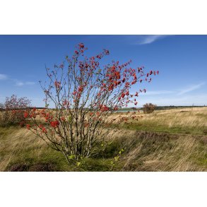 Flynders ved Hjerl Hede, er Danmarks strste hedes