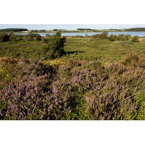 Lyng ved Flynders tt p Hjerl Hede, er Danmarks strste hedes