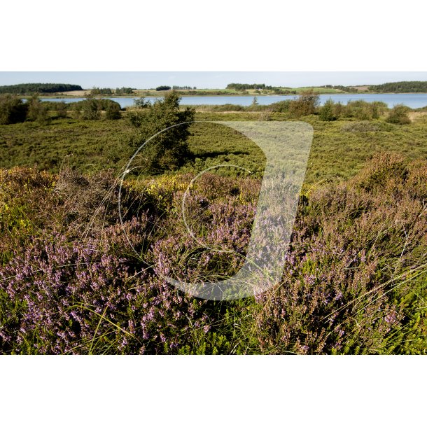Lyng ved Flynders tt p Hjerl Hede, er Danmarks strste hedes