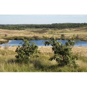 Flynders ved Hjerl Hede, er Danmarks strste hedes