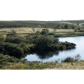 Flynders ved Hjerl Hede, er Danmarks strste hedes