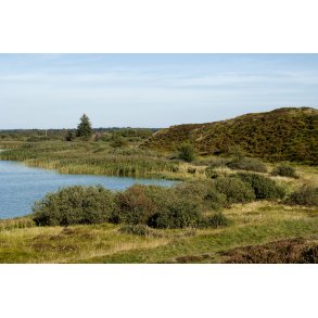 Flynders ved Hjerl Hede, er Danmarks strste hedes