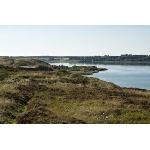 Flynders ved Hjerl Hede, er Danmarks strste hedes