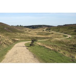 Heden ved Kongenshus Mindepark