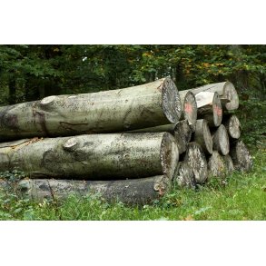 Bgestammer i skov ved Aabenraa