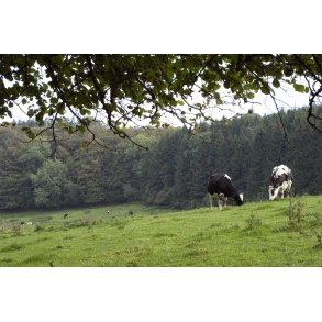 Sort brogede malkeker p mark i skov ved benr.