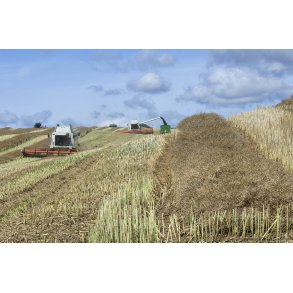 H�st p� Aak�r Gods ved Odder