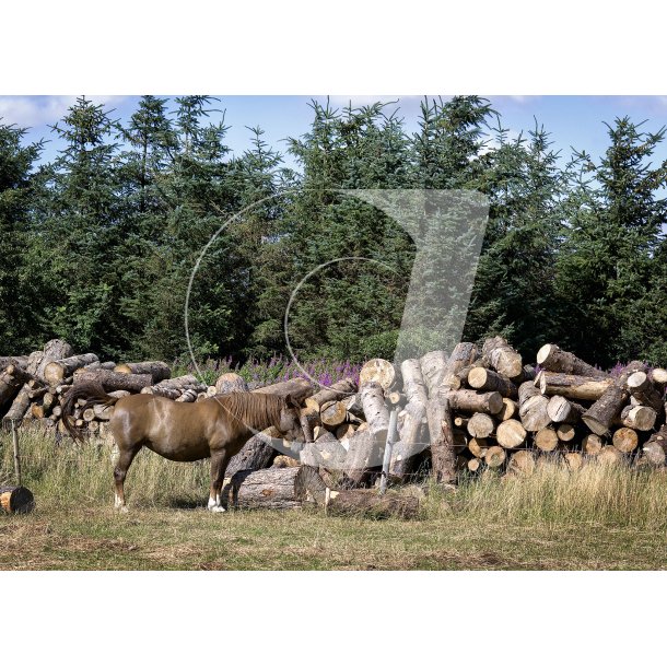 Str�ds� Plantage