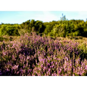 Lyng i Rebild Bakker