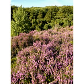 Lyng i Rebild bakker