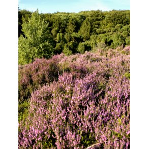 Lyng i Rebild Bakker