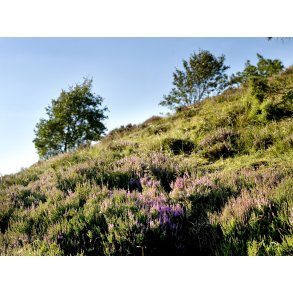 Lyng i Rebild bakker