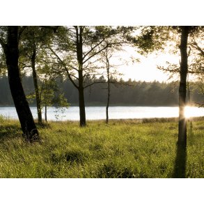 Store kss i Rold skov