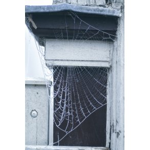 Rimfrost og spindelvv p Gudsageren, Brdremenighedens kirkegrd i Christiansfeld