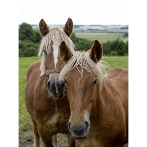 Heste ved �strup t�t p� Randers Fjord