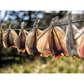 Trrede Isinger ved Bnnerup strand