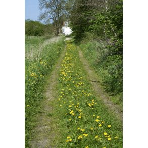 Markvej med mlkebtter ved Kolind