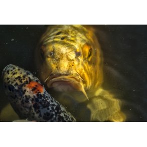 Karper i havedam ved Kolind