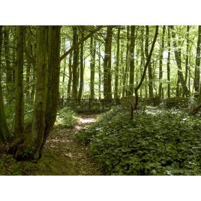 Mejlgaard skovkirkegrd