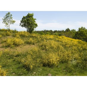 Landskab med Gyvel p Djursland