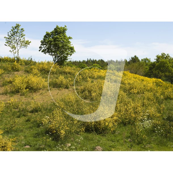 Landskab med Gyvel p Djursland