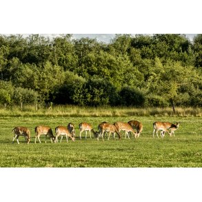 D�dyr i Fladbro dyrehave ved Randers