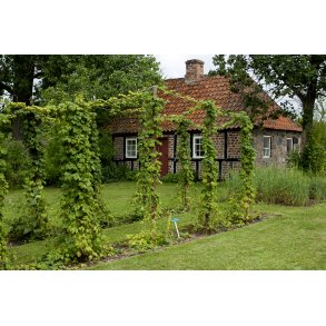 m Kloster ligger imellem Gudenen og Moss