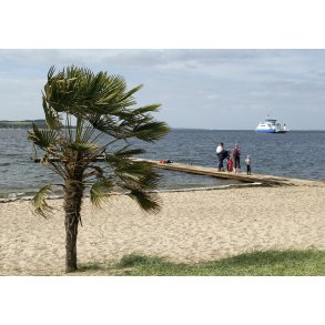 Palmer, strand og f�rgefart er den del af virkeligheden i Hvalpsund