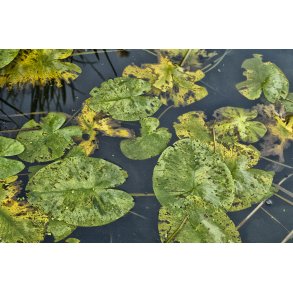 �kander i Guden�en ved Randers