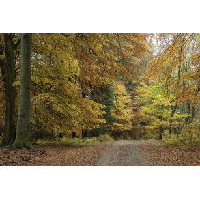 Efterr i Fjeld skov p Djursland