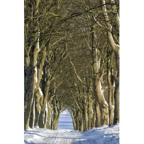 Alle ved �rum kirke