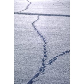 Dyrespor i sneen p� marker ved Vissing t�t p� Randers