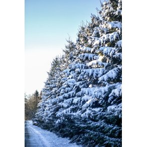 Sned�kkede grantr�er ved Bidstrup Gods